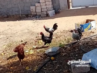  17 دجاج للبيع