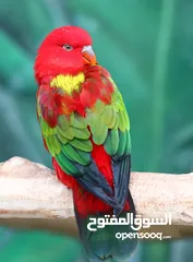  2 اجمل واندر انواع ببغاوات اللوري متوفرة الان