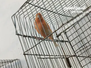  10 فحول نار وجواز