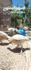  2 موجود دجاجتين فرنسيات وديك للبيع او للبدل على خمس دجاجات بلديات