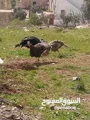  5 طقم حبس بسم الله ما شاء الله نخب النخب صحه ونضافه شغال 100/100 في منهم ثنتين طامات وحده ع 15 بيضه