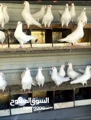 4 حمام فرنسي