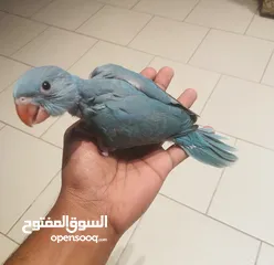  1 Baby Ring Neck Parrot For Sale