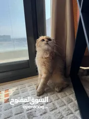  5 سكوتش فولد - Scottish fold