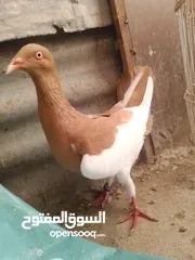  1 مكبيه طيره شغاله