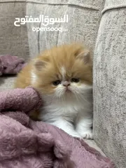  2 For reservation persian/falt face pure kittens. للحجز كتنز بيرشن بيكي فيس