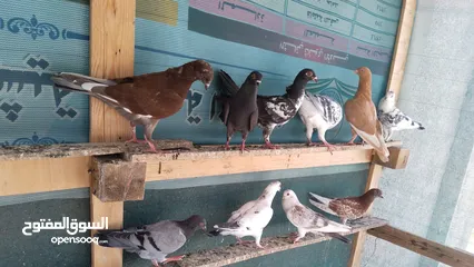  1 حمام للبيع