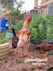  2 باكستاني، براهما، امهات لاحم فرخات عمر 3 شهور  صوص باكستاني حر  ديوك باكستاني خط أول و فرخات شغالة