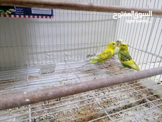  6 طيور بادجي طيور اليفه و صغيره للبيع Birds Badji pets and small birds for sale