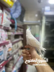  11 البينو كوكتيل أبيض جامبو أليف جدا