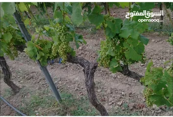  1 معرش عنب بسعر مغري كثييير مع نبعة مي