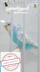  4 سعر حرققققق