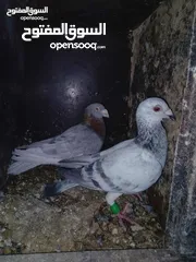  4 جواز تحظين