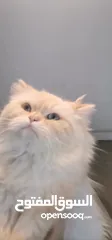  8 Persian cat قط