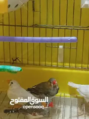  3 طيور زيبرا