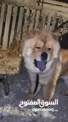  6 للبيع او البدل ع مالينو انثى