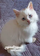  2 متوفر  قطط شيرازي  وراغدول  العمر شهرين  باسعار مناسبة  فقط 300  العنوان نابلس