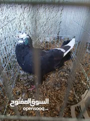  17 حمام للبيع