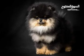  14 Pomeranian  Tibetan Mastiff Samoyed  Giant Malamute