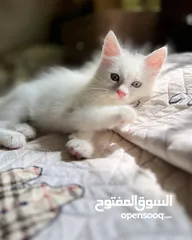  1 متوفر قطط أنثى ماكس ، العمر 51 يوم متعودين ليتر بوكس ،