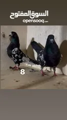  6 حمام نظيف شغال سعر مناسب لكل جوز_____