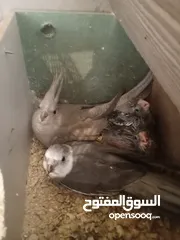  2 فراخ كوكتيل وايت فيس للزق اليدوي عدد2