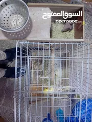  1 جوز كوكتيل شغالات ميه ب الميه أهالي فراخ وفي معاهم فرخ الجوز صلاه النبي الله يطرح البركه لصاحب النصي