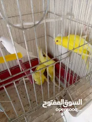  2 مخاليف حب البينو ولا تينيو