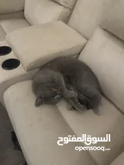  8 قط نوعه سكوتيش ستريت للبيع معقم القط بيحب يلعب عمرو سنتين