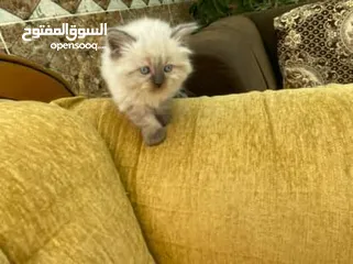  1 5 قطط مكس للبيع