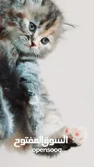  13 كيتنز بيرشن بيور مدربين ومطعمين حشرات 47 يوم