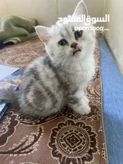  7 بريتش سلفر بيوووور