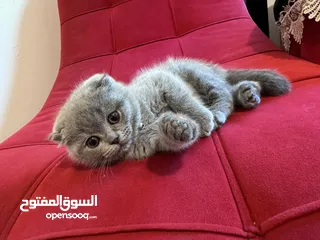  2 قطط سكوتش للبيع