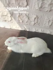  10 أرانب ذكور للبيع