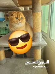  17 للتزاوج فقط ذكور جولدن غولدن بيور دم نقي لعشاق التميز