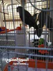  6 طير روز في اربد بيت راس السعر 17 مع القفص  طير روز في اربد بيت راس السعر 17 مع القفص