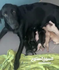  3 Labrador puppies