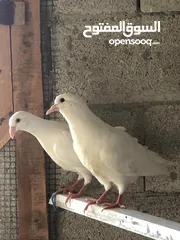  2 فراخ حمام كينج