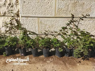  4 نبات البخورة أو الحبق المغربي أو اللوبانة العطري سلالة مميزة أوراق مخملية لامعة  خضراء بالكامل دائمة