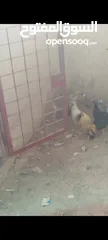  1 جاج بلدي للبيع