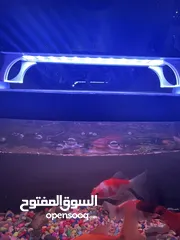  16 اسماك زينه وحوض سمك مع جميع ملحقاته