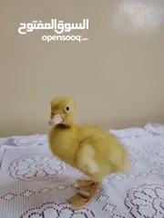  1 بطة عمرها اقل من شهر