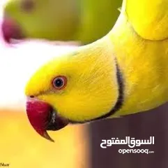  3 درة أصفر لاتينوا متكلم نمبر ون أعجوبة من أعاجيب الله أسطورة كلام تابع الوصف