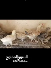  2 افراخ عرب اصلي