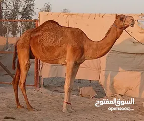  4 نشتري جميع انواع الحلال و نبيع جميع انواع الحلال