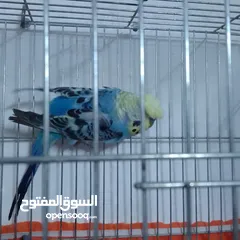  20 التواصل عبر واتس اب ببغاء كوكتيل  حجم كبير وعصافير حب مفتل و البينو وعادي عادي احجام كبيره