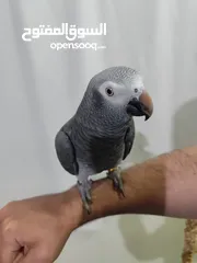  4 ببغاء تيمنا أفريقي