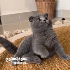  7 نشتري قطط سكوتش وبريتش الإعمار من شهرين ل3