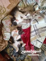  8 قطط للبيع صغيره