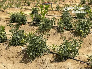  3 مزرعه للبيع من المالك مباشره مثمرة أشجار الزيتون وفواكه